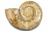 Jurassic Ammonite (Hemilytoceras) Fossil - Madagascar #283452-1